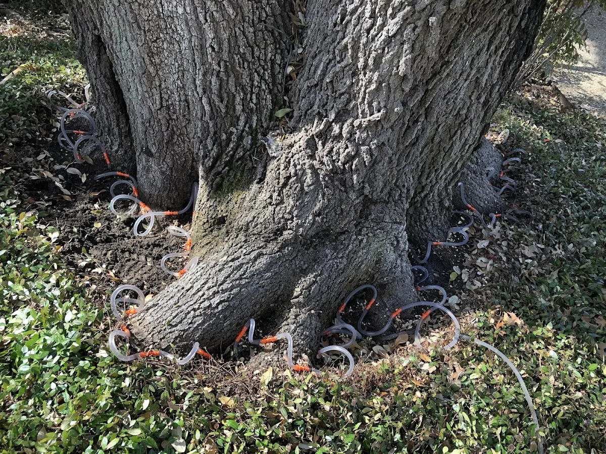 Detailed Tree Cabling and Bracing job site in Ramsay