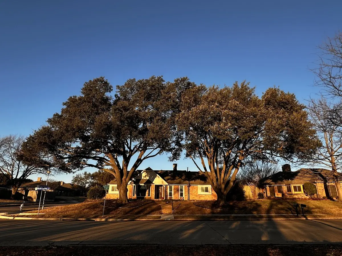 Established residential canopy tree shading a home in Ramsay